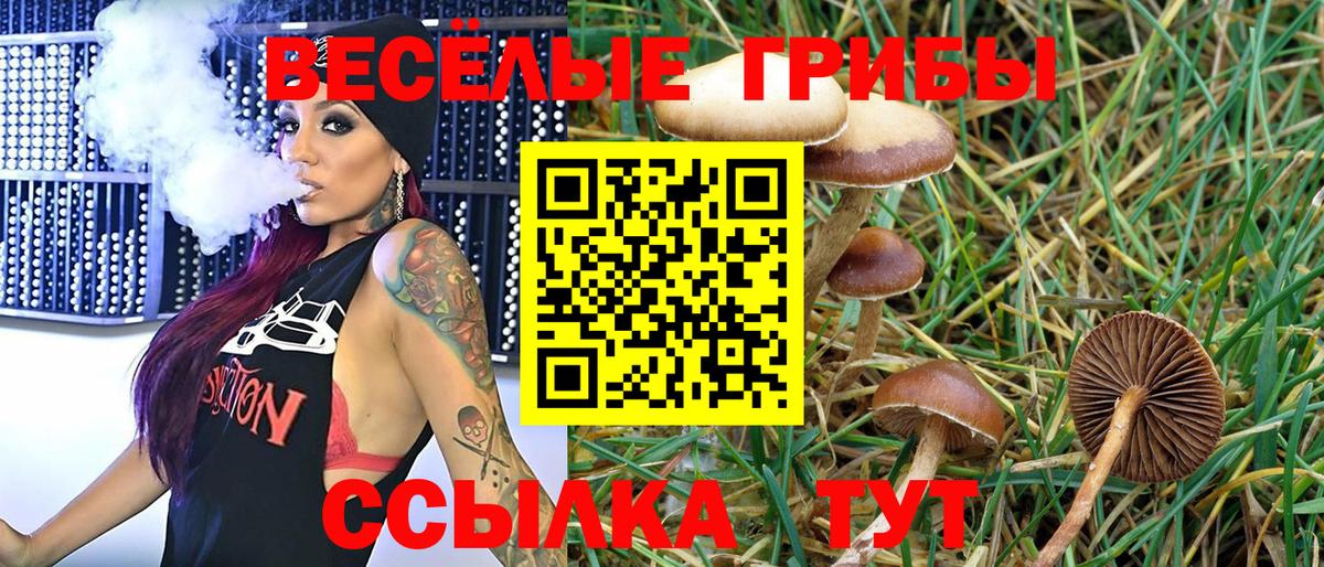 Псилоцибиновые грибы Psilocybe  Вход с VPN  Гусев 